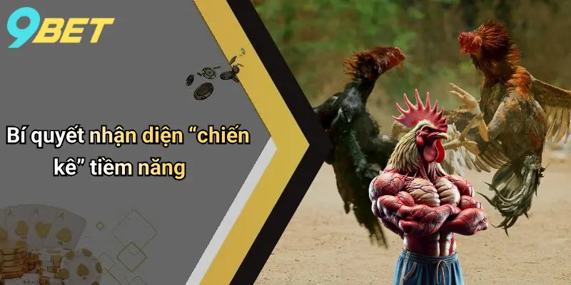 Bí quyết nhận diện “chiến kê” tiềm năng