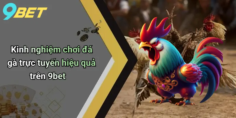 Kinh nghiệm chơi đá gà trực tuyến hiệu quả trên 9bet